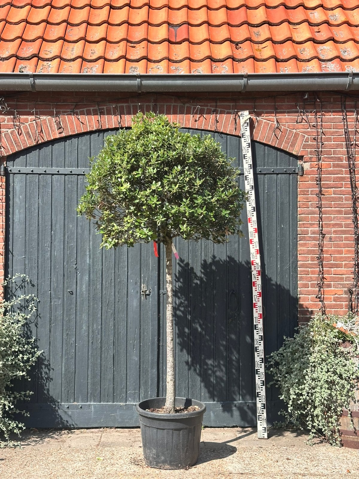 Quercus ilex (steeneik halfstam bolvorm), Tuin en Terras, Ophalen