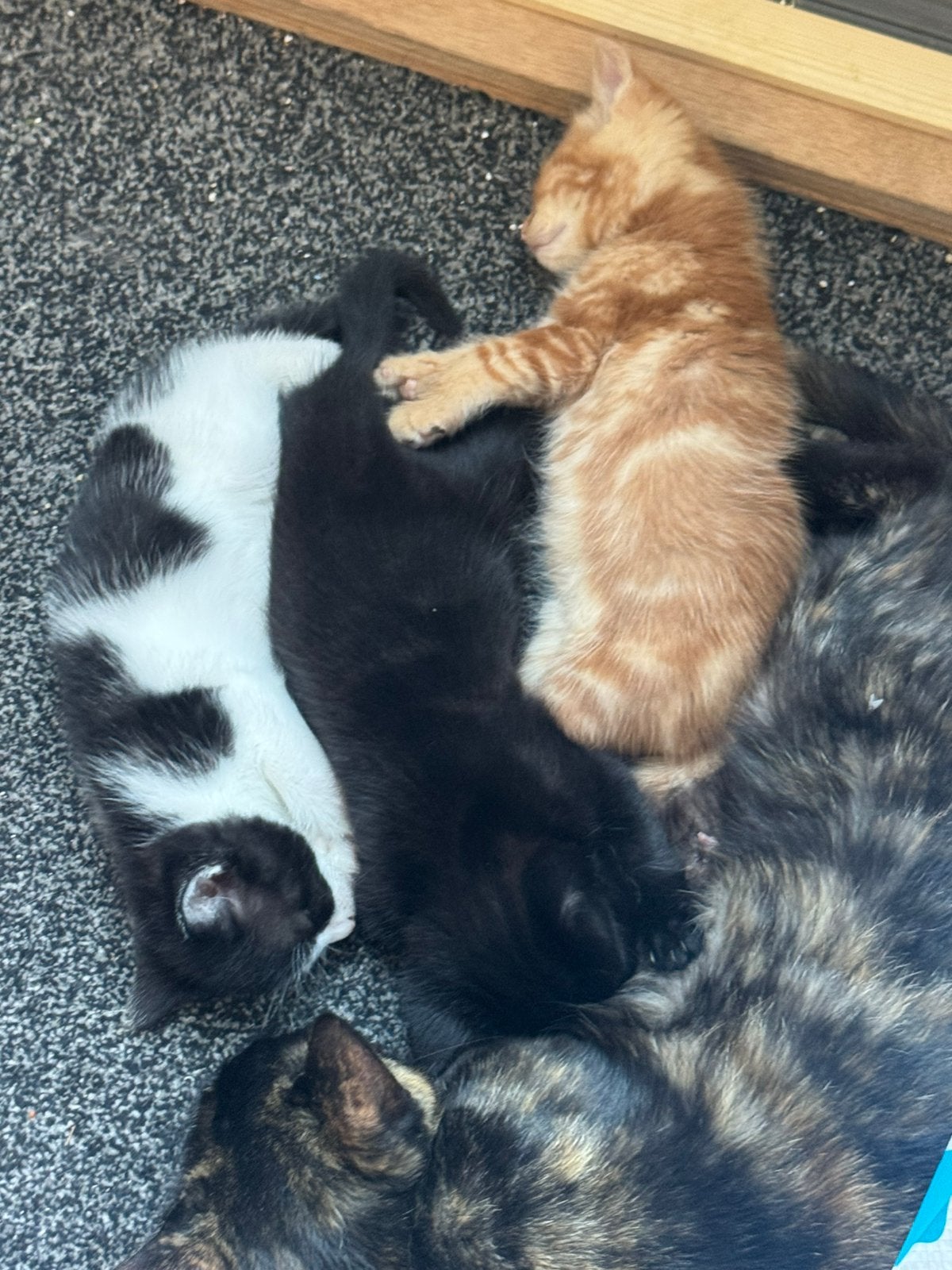 Kittens, Kater, Ontwormd