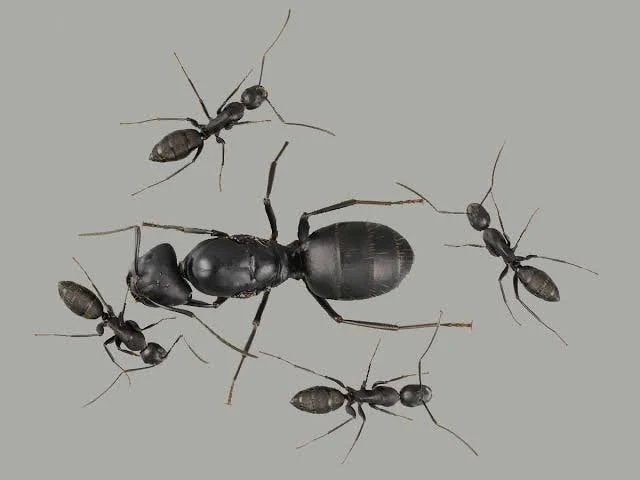 Camponotus japonicus queen 1-5W, Dieren en Toebehoren, Mieren