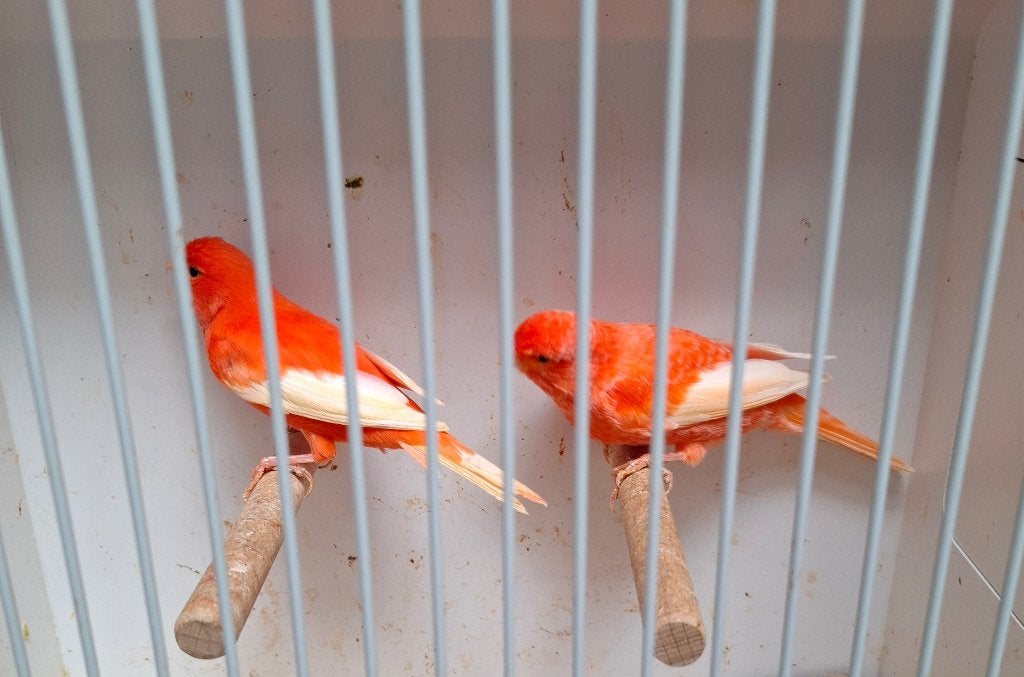Rood witvleugel kanaries van 2026, Dieren en Toebehoren, Meerdere dieren, Kleurkanarie