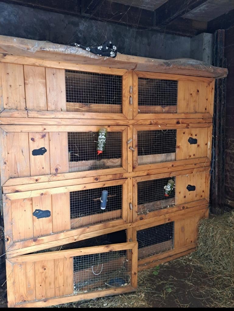 Caviaflat / konijnenflat, Dieren en Toebehoren, Ophalen, 90 cm of meer, Konijn, Hok