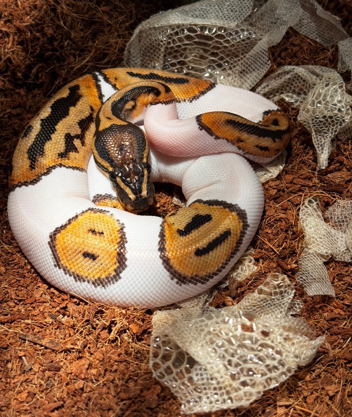 pied ball python nog jong, Dieren en Toebehoren, Reptielen en Amfibieën, Slang, 0 tot 2 jaar