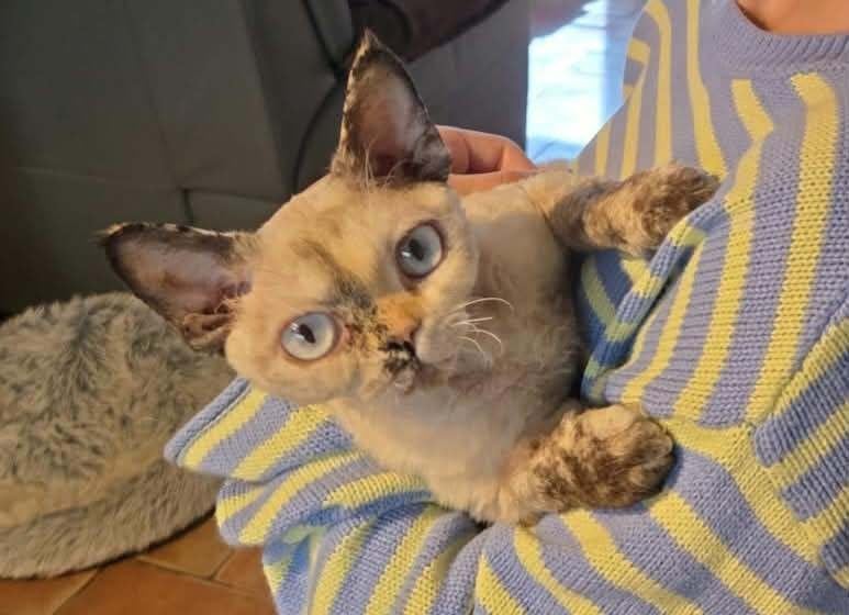 Devon Rex poes  color point, Poes, Met stamboom, 0 tot 2 jaar