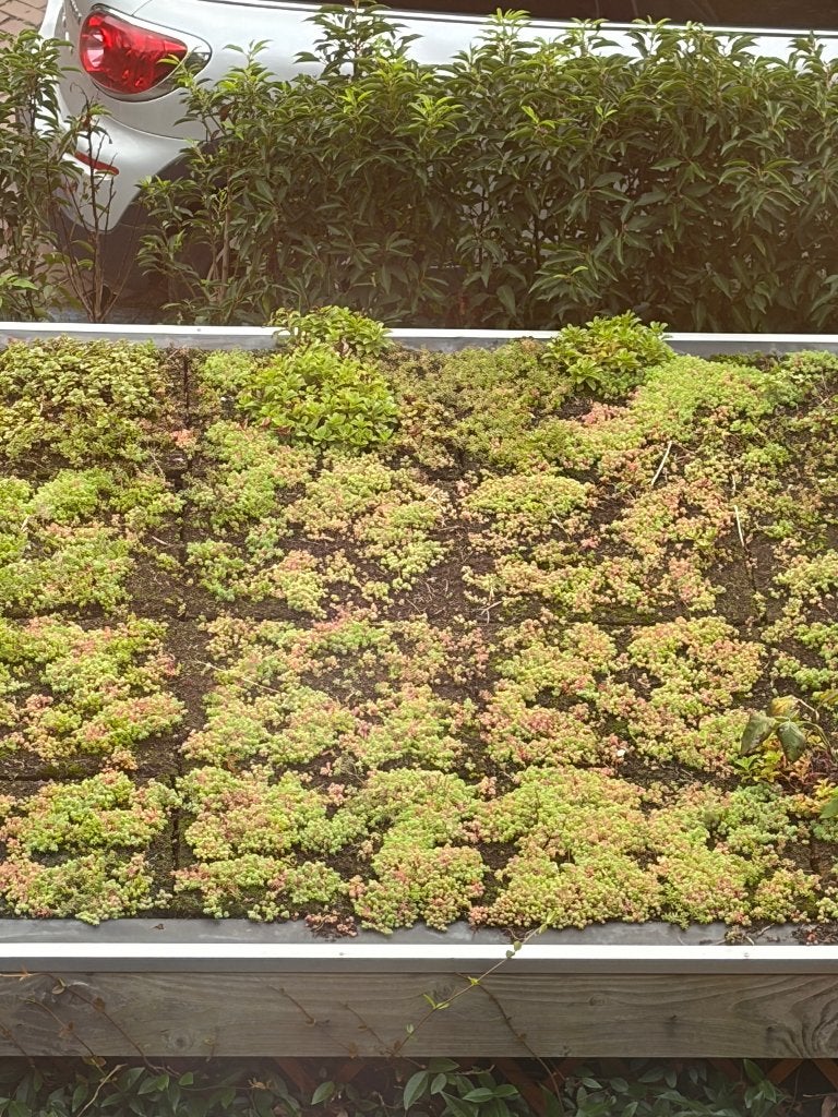 Sedum cassettes, Tuin en Terras, Ophalen, Gebruikt