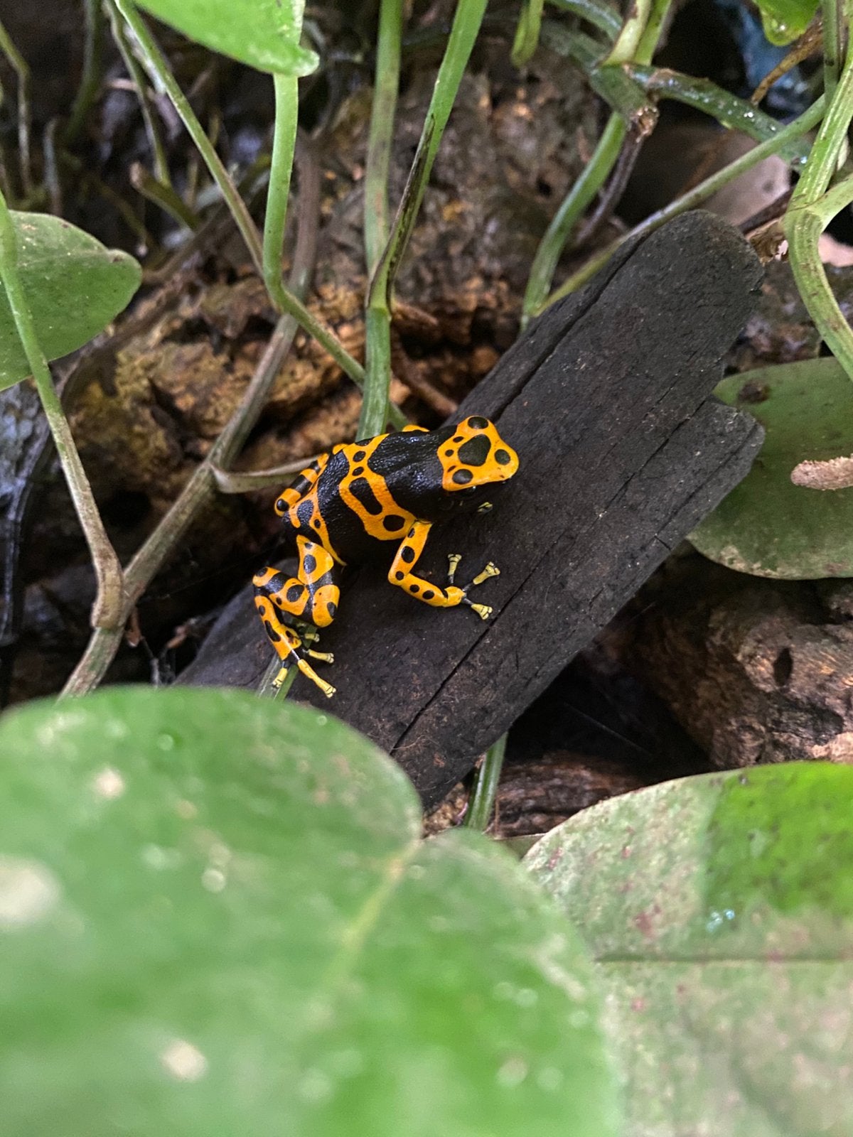 Dendrobates leucomelas, volwassen dieren, Amfibie, 0 tot 2 jaar