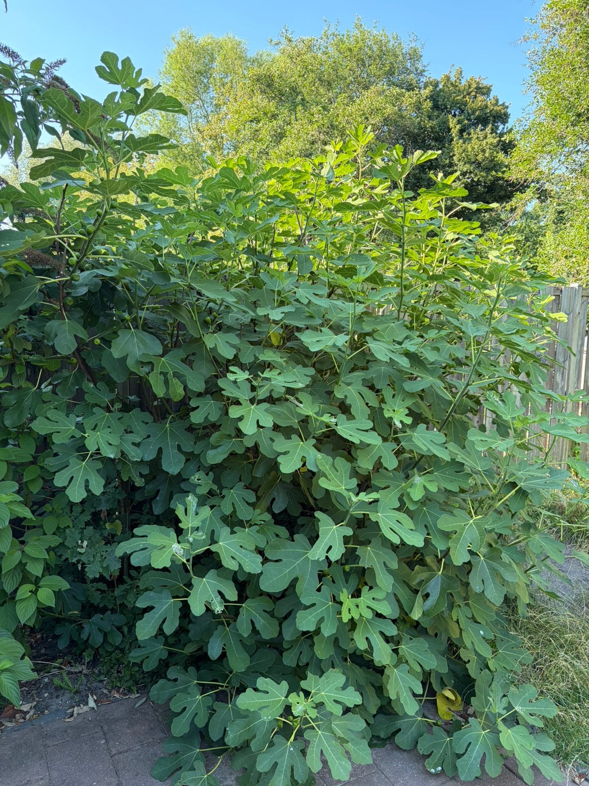 Vijgeboom, Ophalen