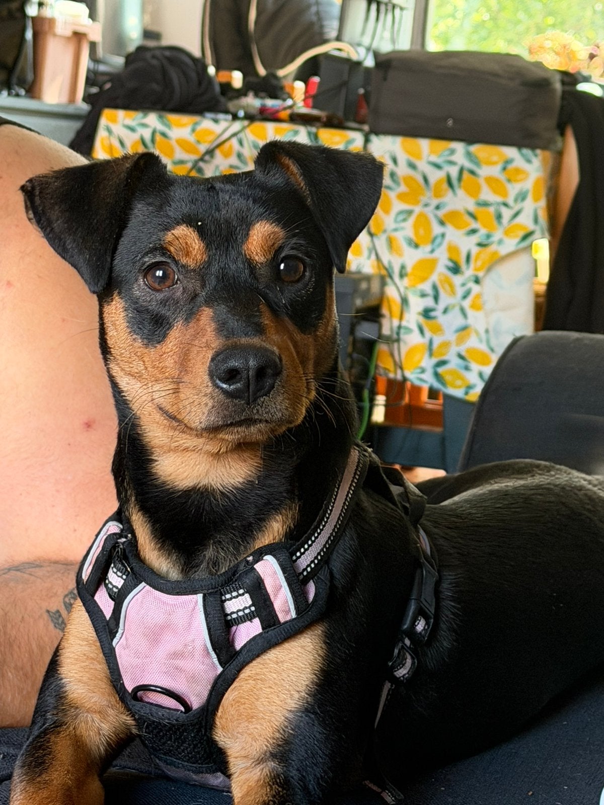 Pup zoekt nieuw huisje! Pitbull X Pinscher, Dieren en Toebehoren, 15 weken tot 1 jaar, Parvo, Eén hond, Nederland