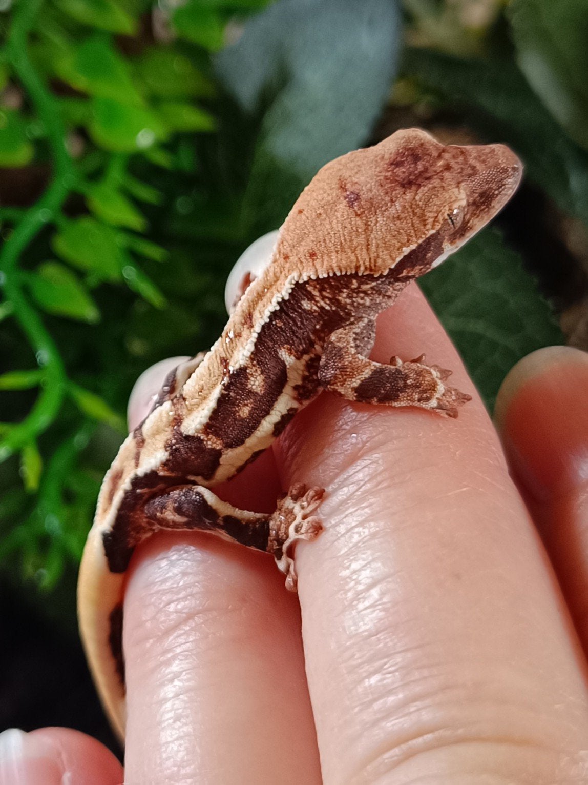 Wimpergekko baby Lilly white Crested Gecko photo 6