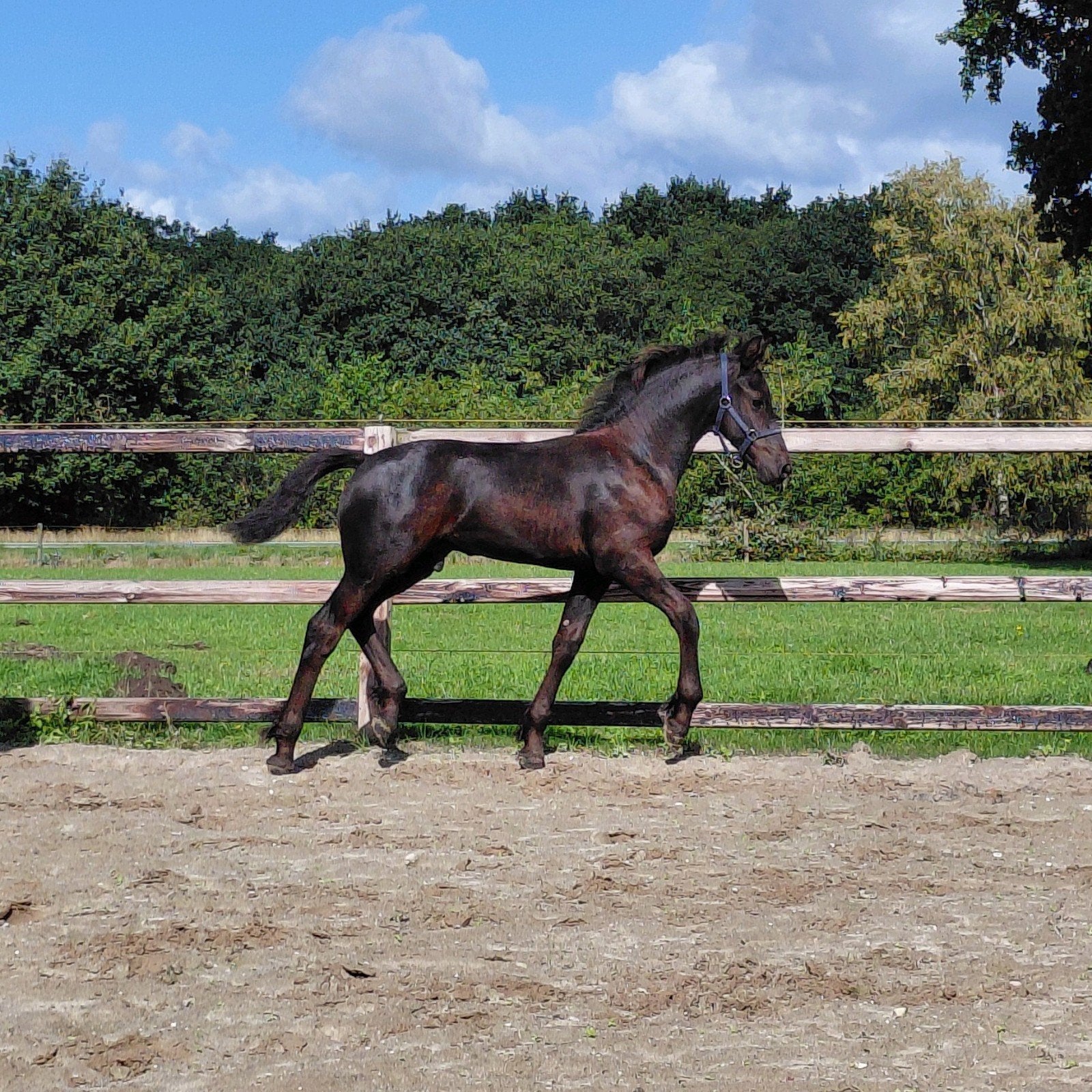 Fries hengst veulen Murk x Ulbrân, Dieren en Toebehoren, Met stamboom, Niet van toepassing, Dressuurpaard, 0 tot 2 jaar