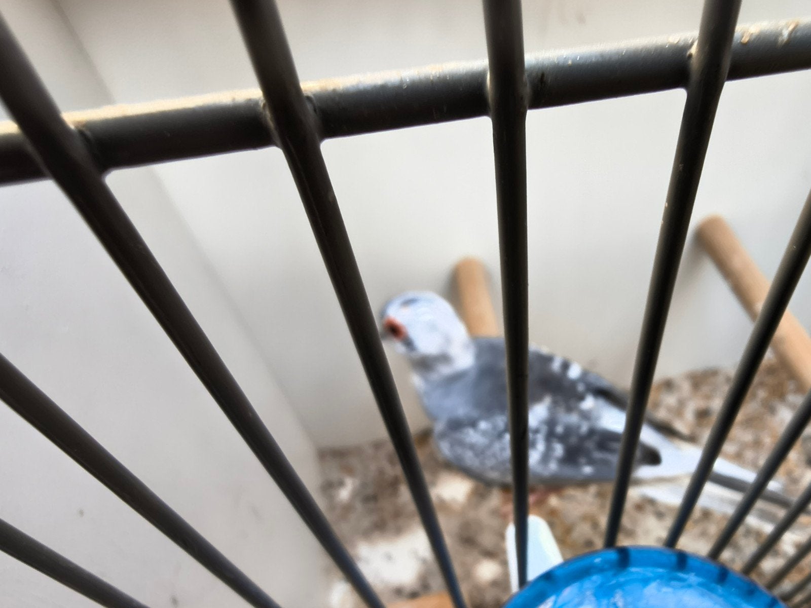1 diamantduif duivin bont, Dieren en Toebehoren, Vrouwelijk