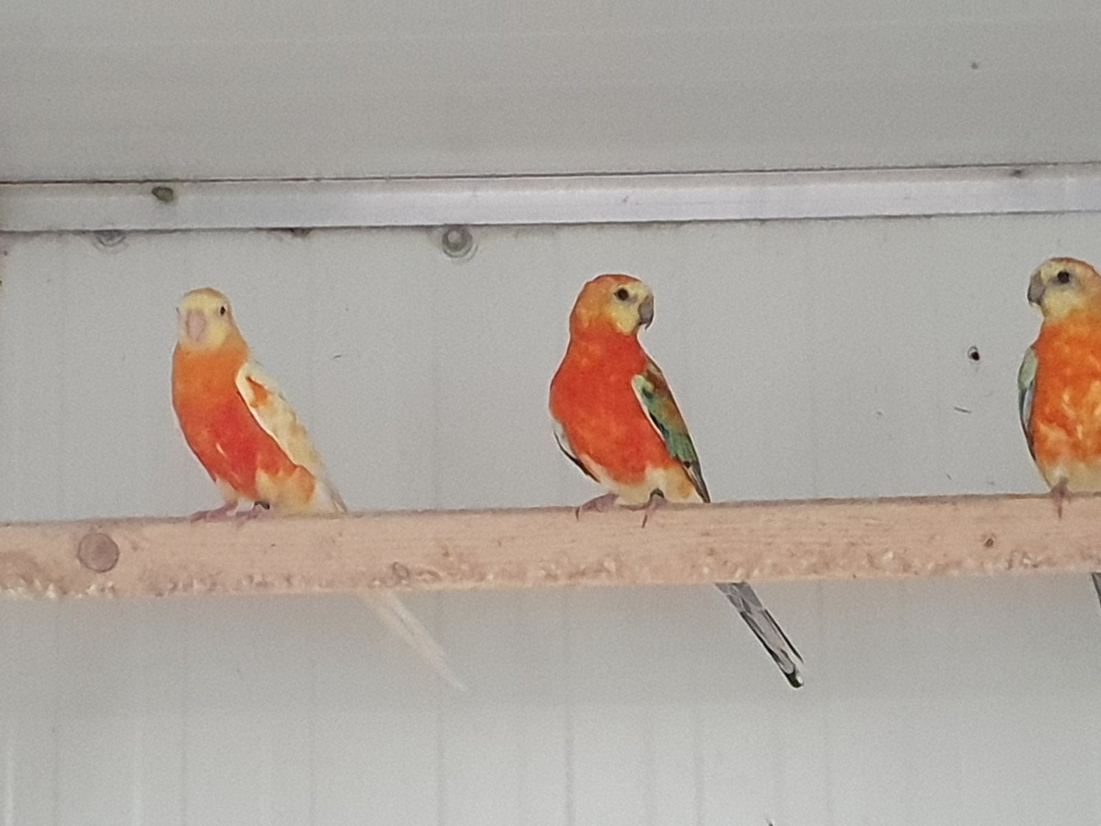 roodrug mannen, Mannelijk, Parkiet