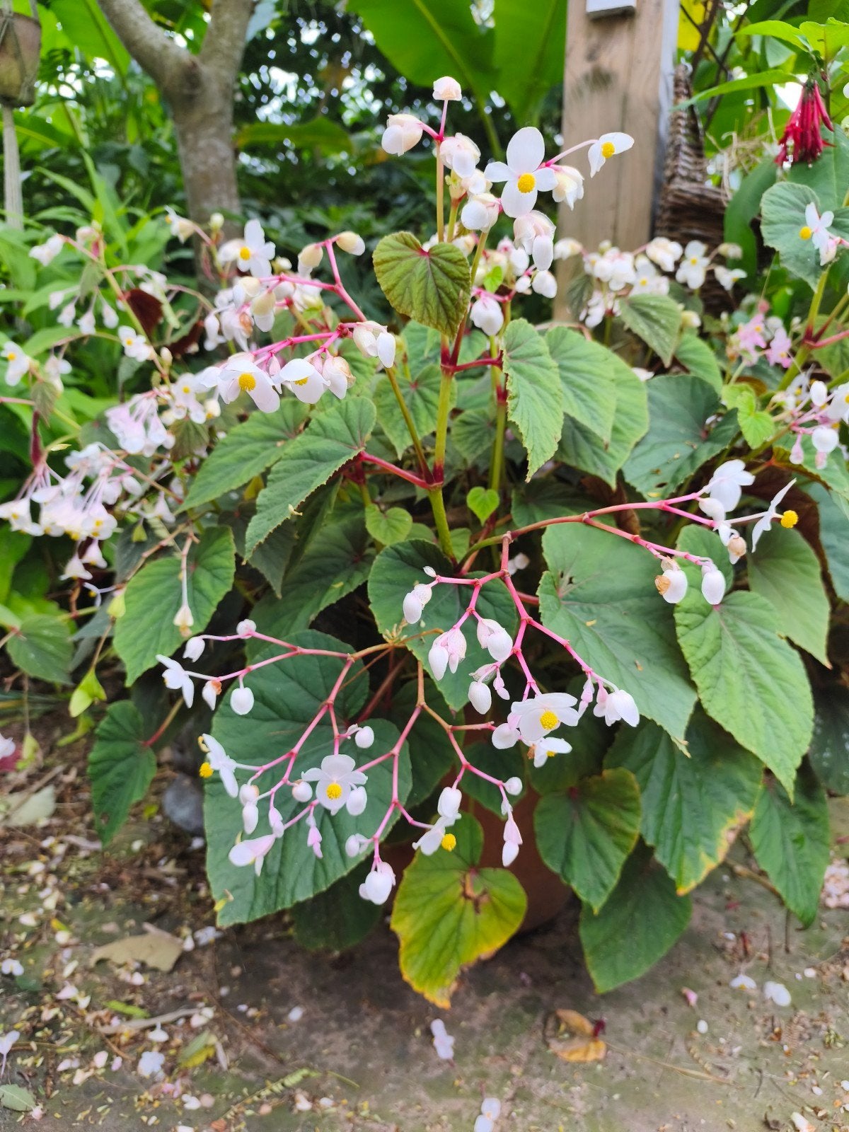 Winterharde Begonia grandis, Ophalen of Verzenden, Overige soorten, Halfschaduw