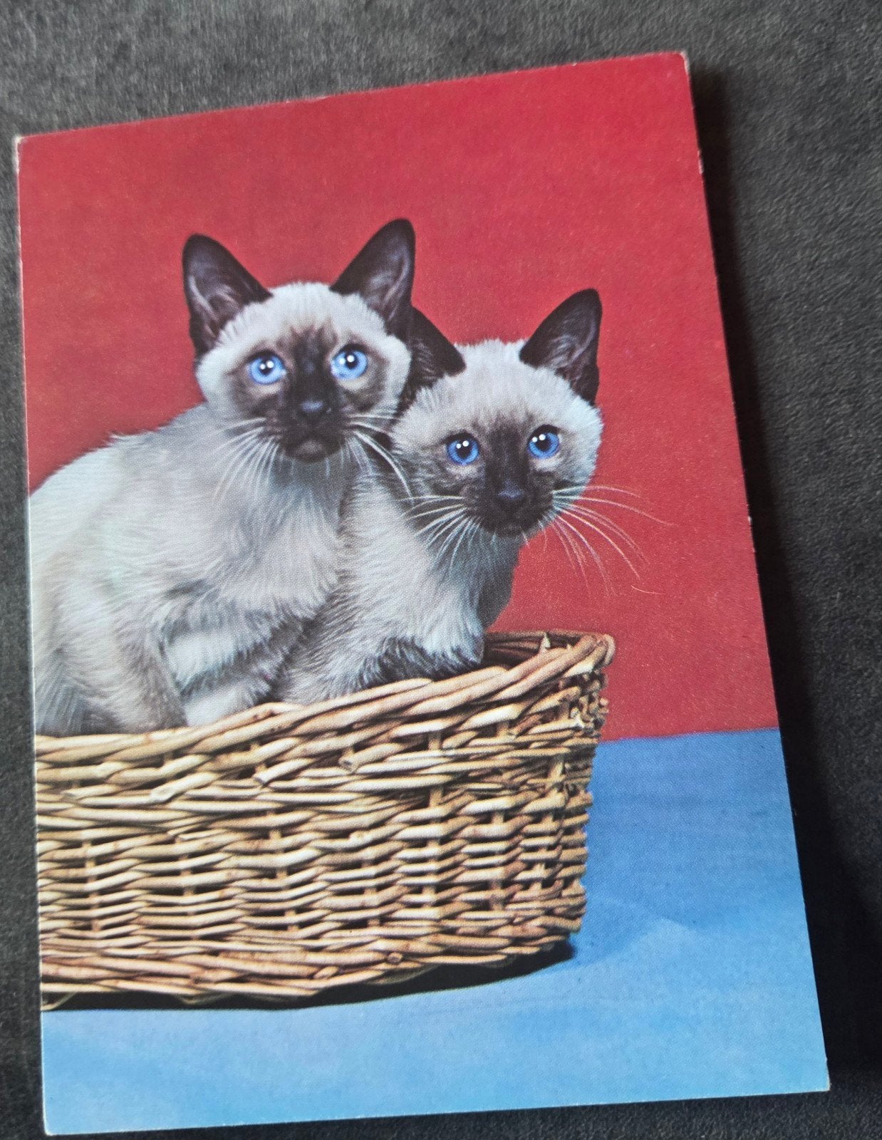 Twee Siamezen in Mand, Verzenden, 1960 tot 1980, Ongelopen, Hond of Kat