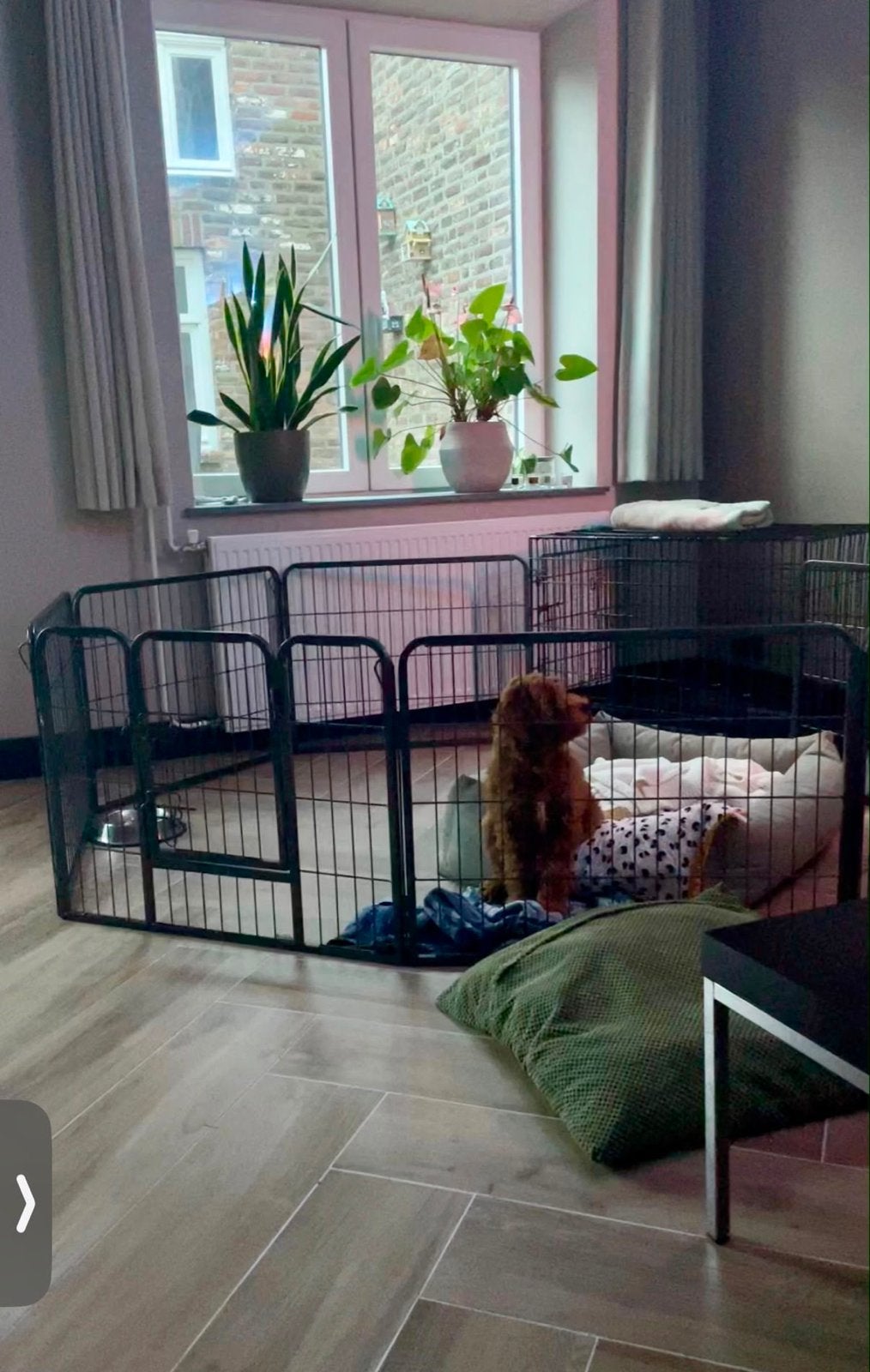 Puppyren, goede staat, Ophalen