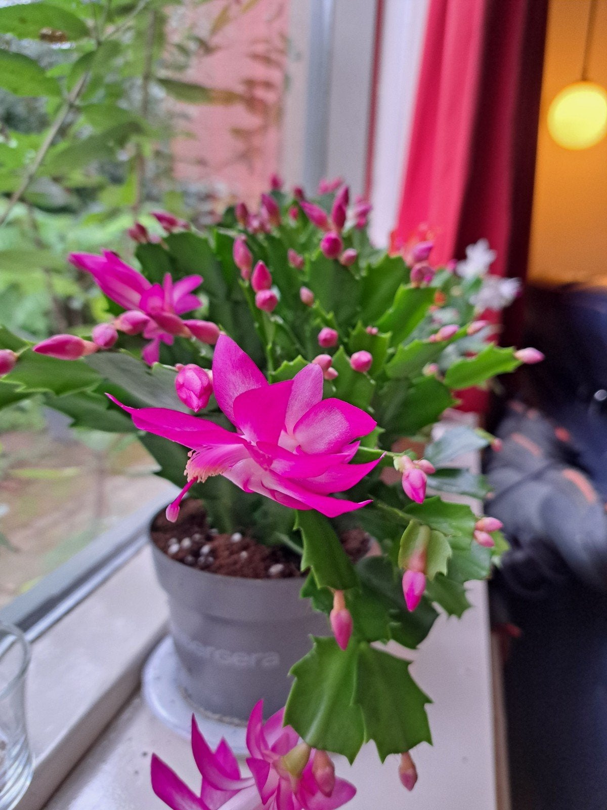 Schlumbergera chimaera 'Purple Janus' stekjes, Overige soorten, Vaste plant, Ophalen of Verzenden, Halfschaduw