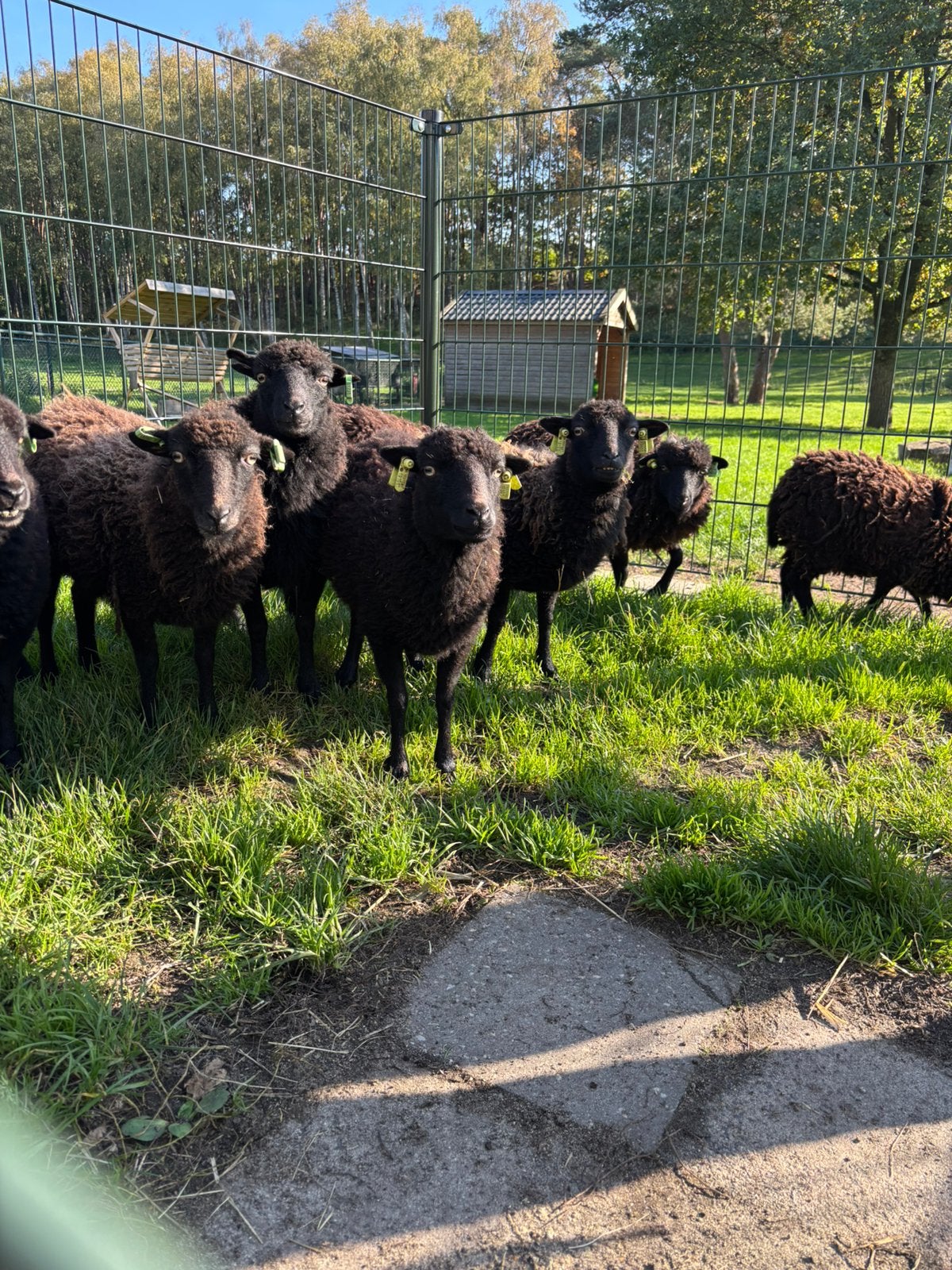 3 Ouessant ooien te koop, stamboek, Vrouwelijk, Schaap