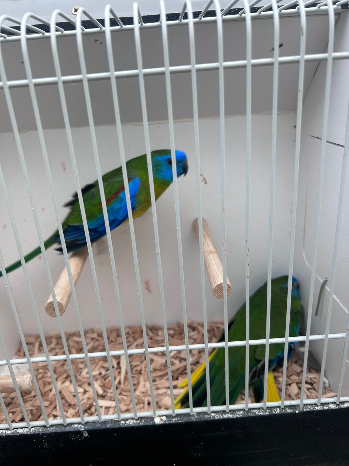 Koppel turquoisine parkieten, Dieren en Toebehoren, Vogels | Parkieten en Papegaaien, Meerdere dieren, Parkiet