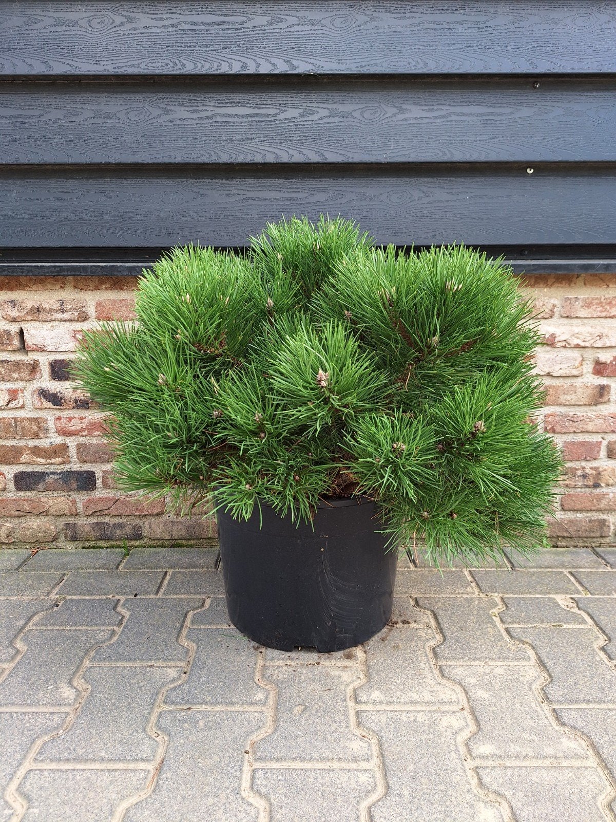Oostenrijkse den (Pinus nigra 'Nana') 🌿 meerstam, Ophalen, Overige soorten, Volle zon