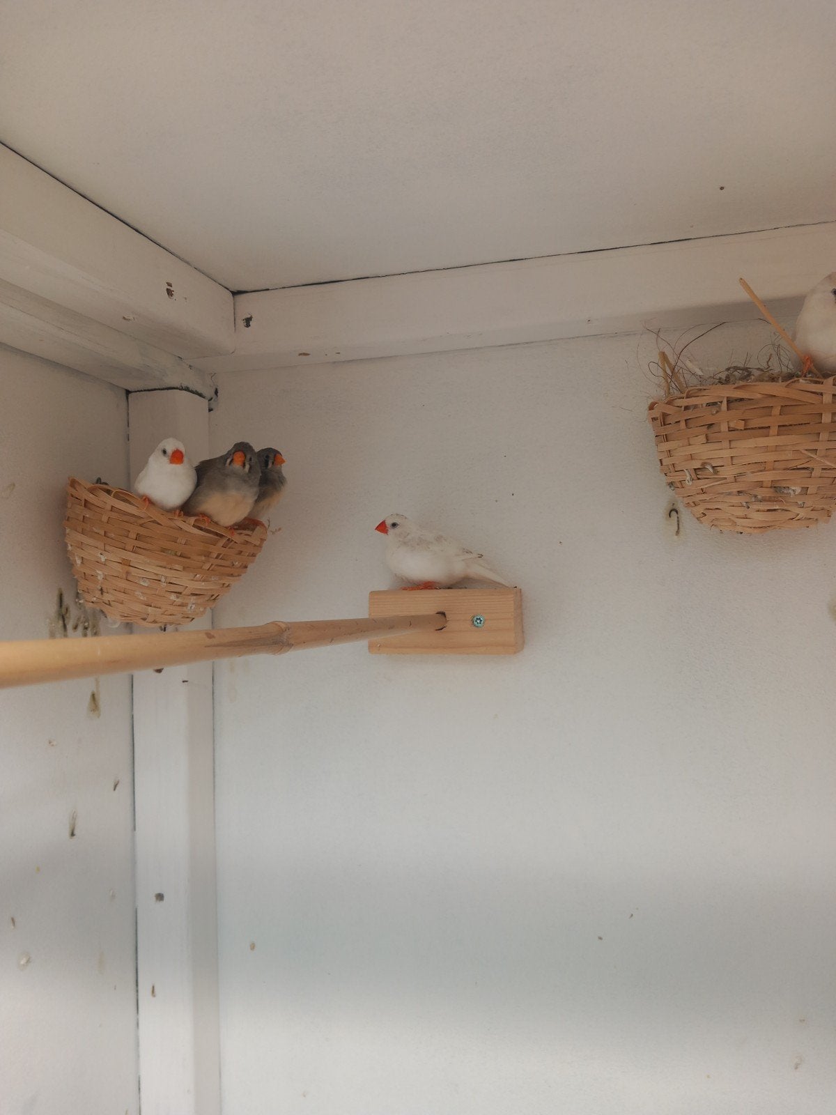 zebravinken,   3vrouwtjes en 1 mannetje is wit., Meerdere dieren, Tropenvogel