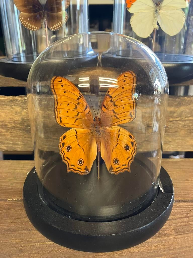 Vlinder in stolp, Ophalen of Verzenden, Nieuw, Insect, Opgezet dier