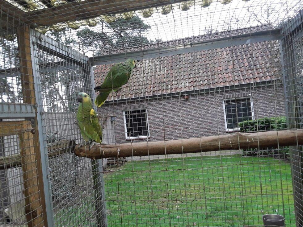 koppel blauwvoorhoofd amazone, Meerdere dieren, Papegaai, Geringd
