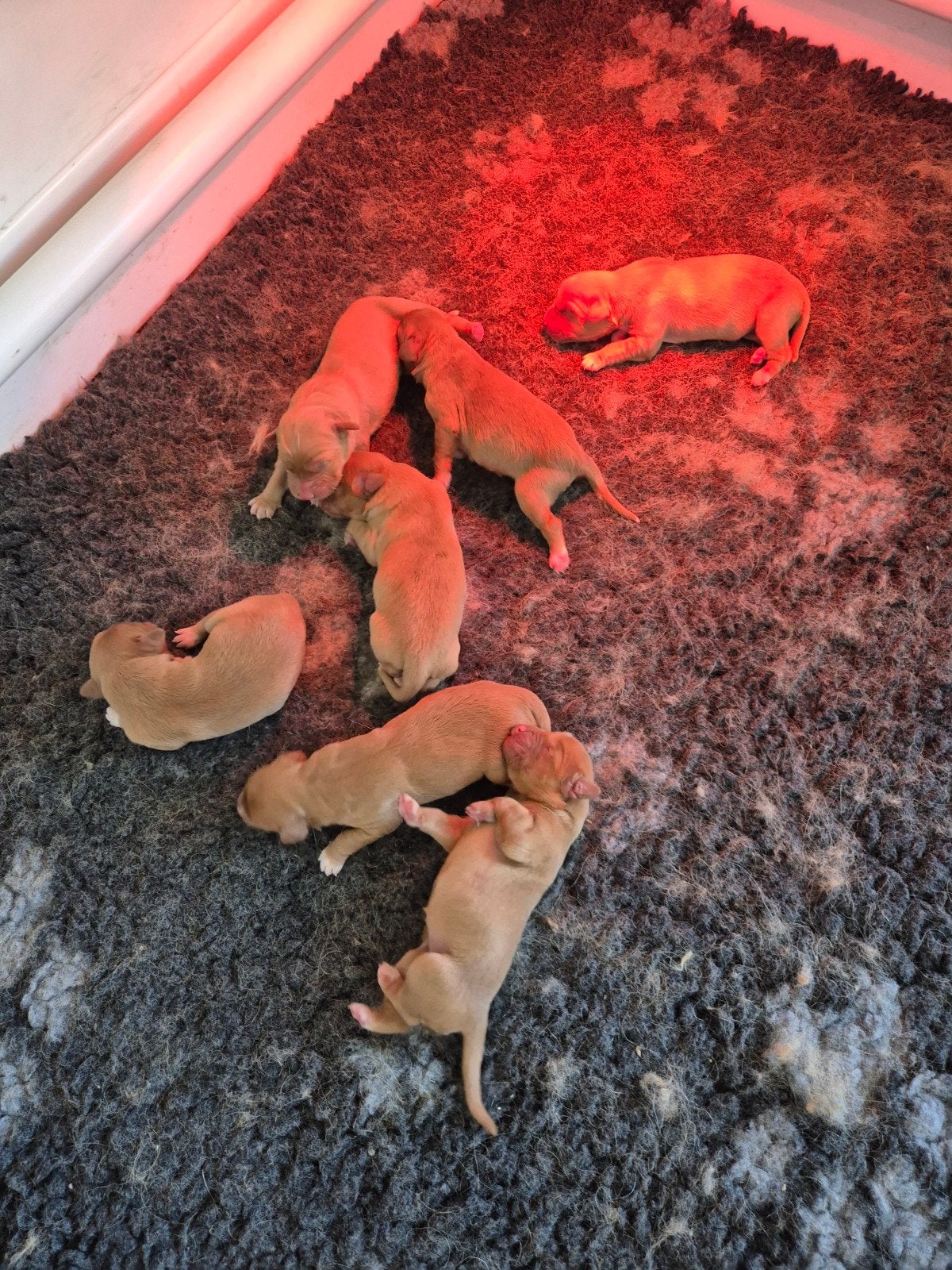 Pups en dekreu Nova Scotia Duck Tolling Retriever (Toller), Reu, Parvo, Eén hond, 3 tot 5 jaar