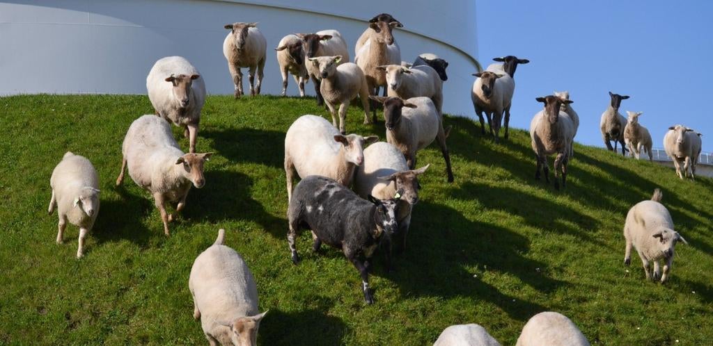 Koppel schapen te koop gevraagd!, Dieren en Toebehoren, Meerdere dieren, Schaap