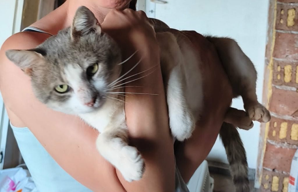 MAX(PESHO) 3jr. Bulgarije Super aanhankelijke kroel kater, Kater, Kortharig, 3 tot 5 jaar