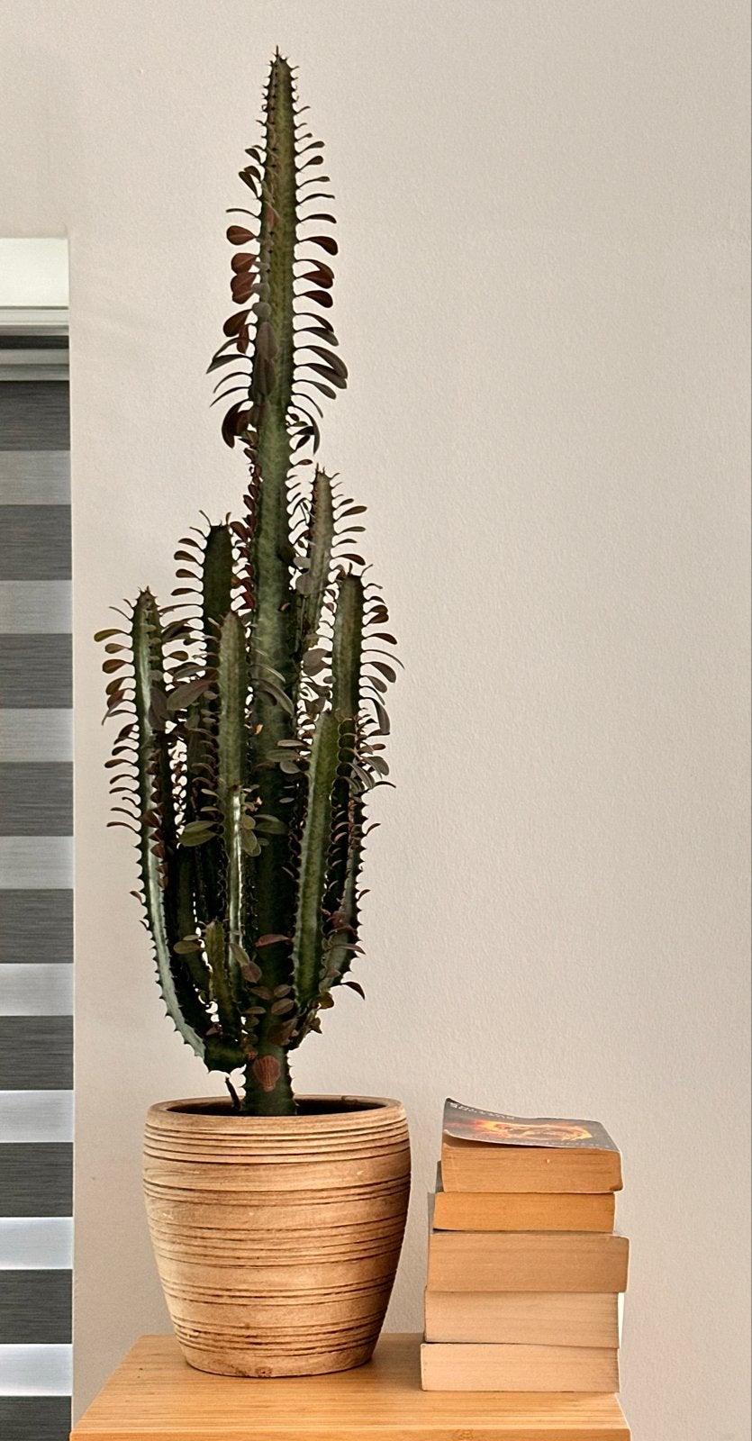 Grote Euphorbia Trigona Cactus - 85 cm hoog, Ophalen, Minder dan 100 cm, In pot, Cactus