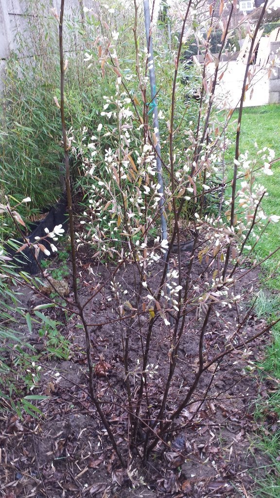amelanchier lamarckii- krentenboompje, Overige soorten, Lente, 100 tot 250 cm, Ophalen