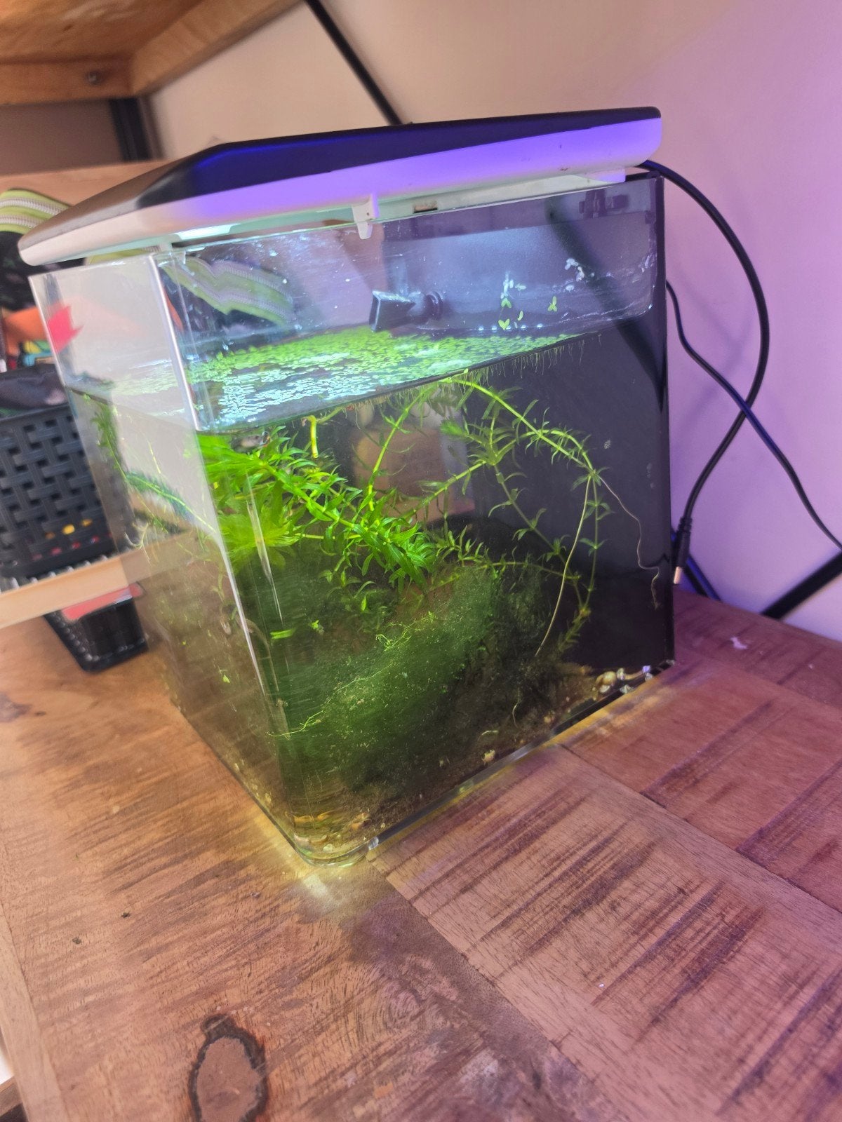 aquarium, Ophalen of Verzenden, Zo goed als nieuw