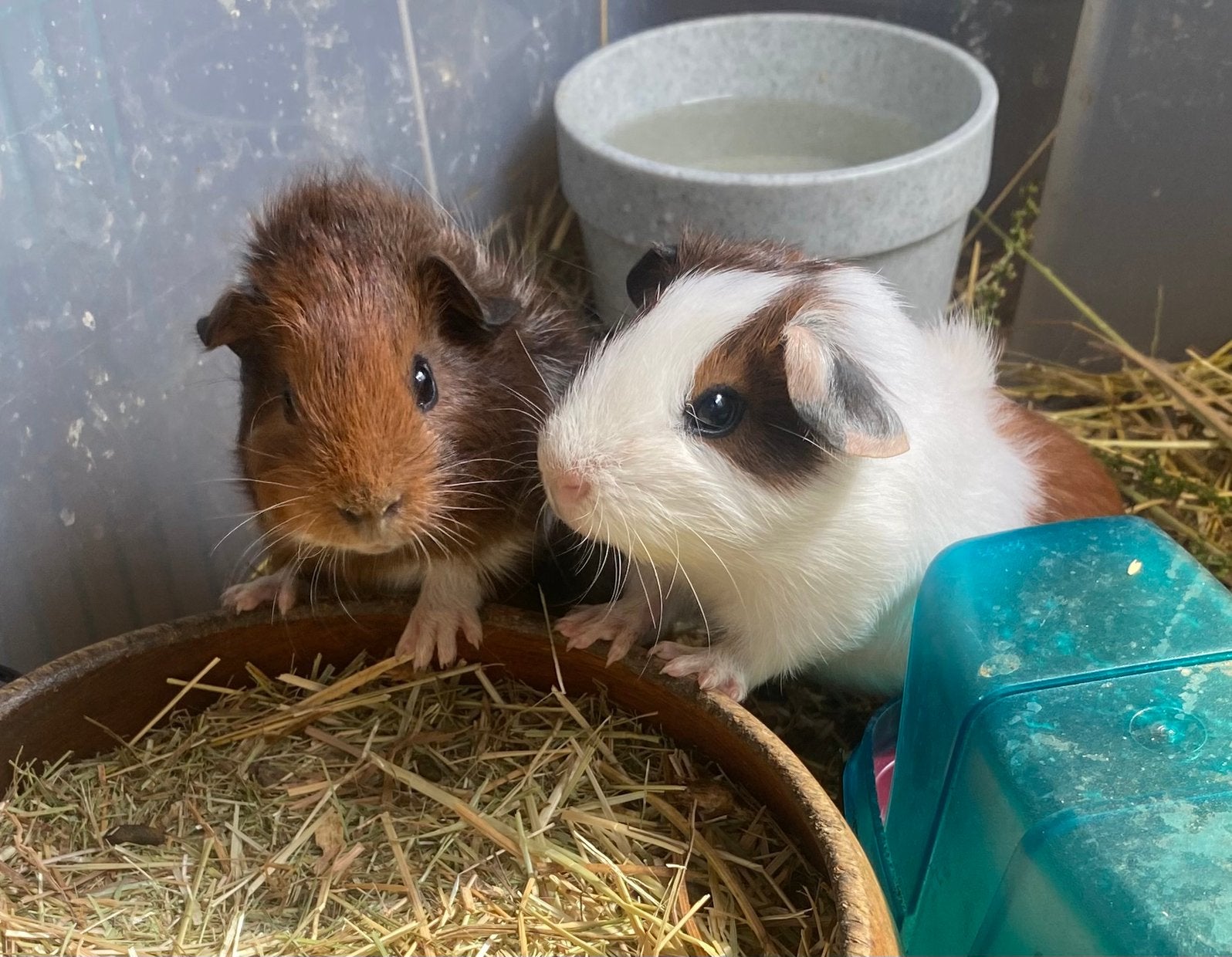 Schattige cavia beertjes, Dieren en Toebehoren, Cavia, Mannelijk, Mei, Tam
