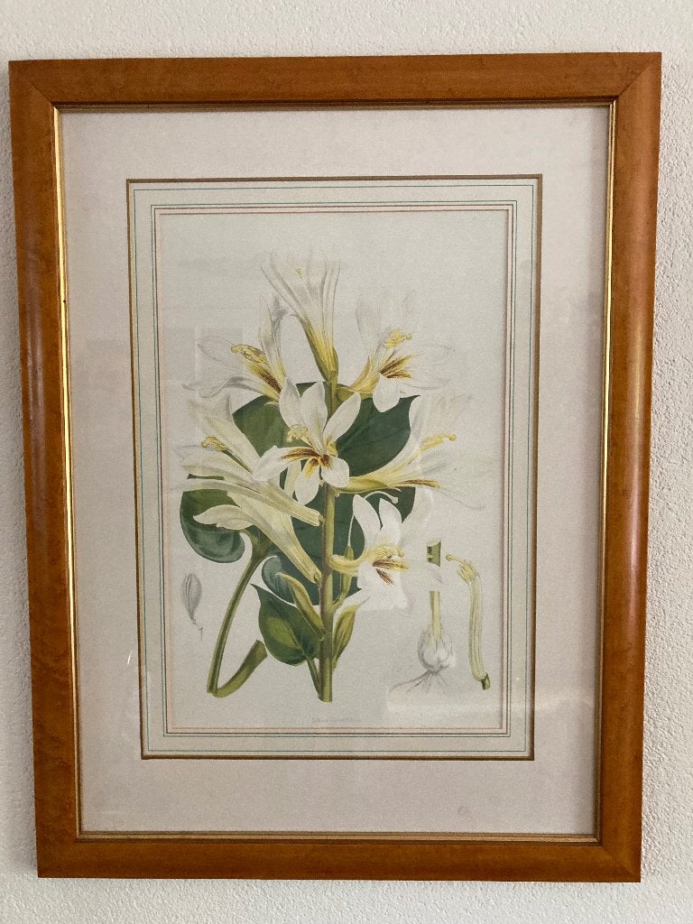 Laura Ashley schilderijen botanische bloem 2 stuks vintage, Antiek en Kunst, Ophalen, Klassiek, Achter glas, Bloemen