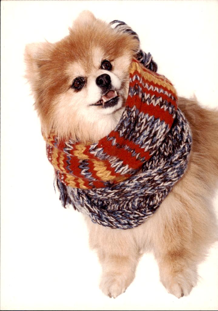 Keeshond, met wollen shawl, Woody, H & M, Verzamelen, Verzenden, 1980 tot heden, Ongelopen, Overige thema's