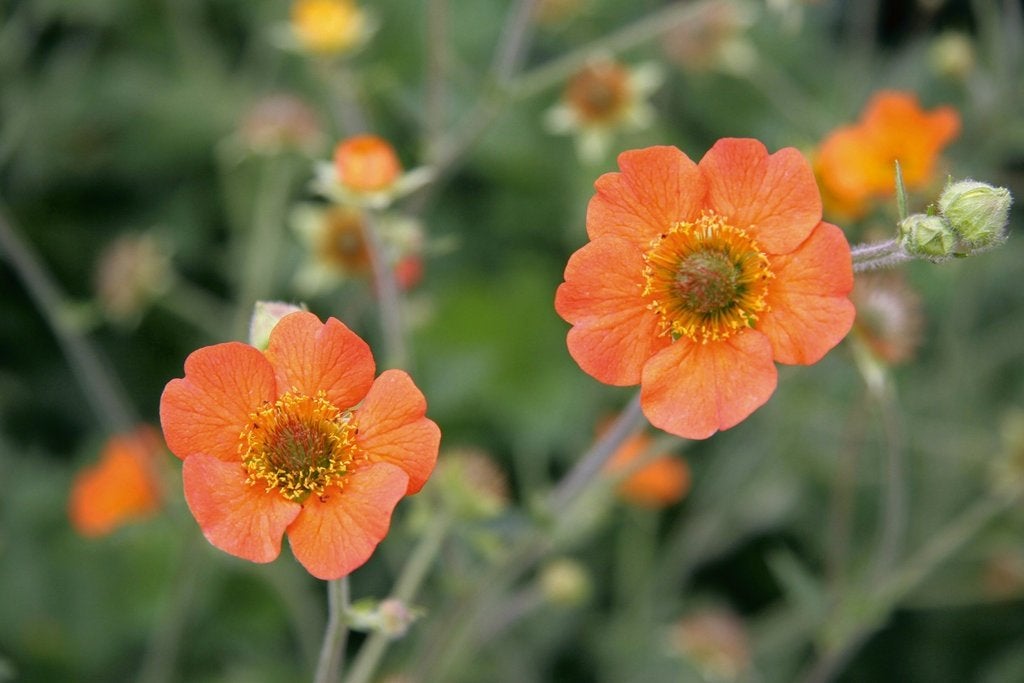 Geum/Nagelkruid, Volle zon, Vaste plant, Lente, Ophalen