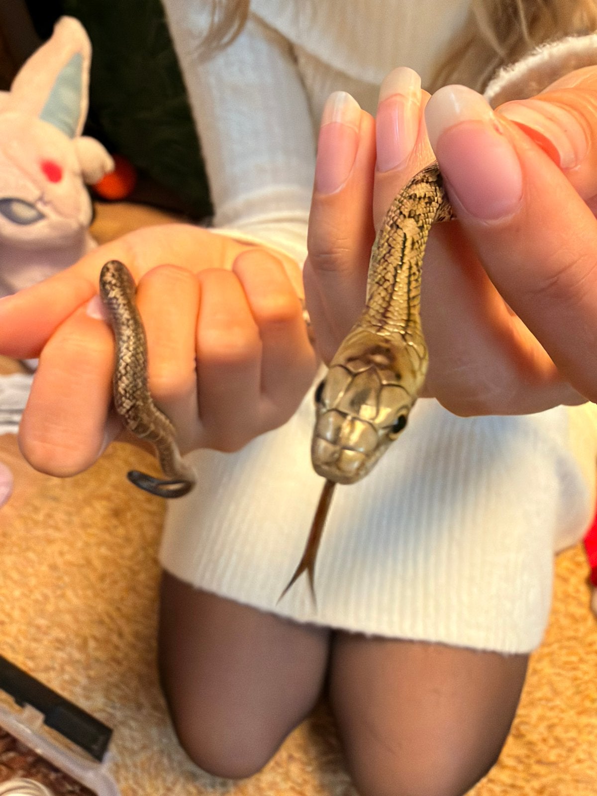 Elaphe Climacophora Kunashir babies Rat Snake photo 8