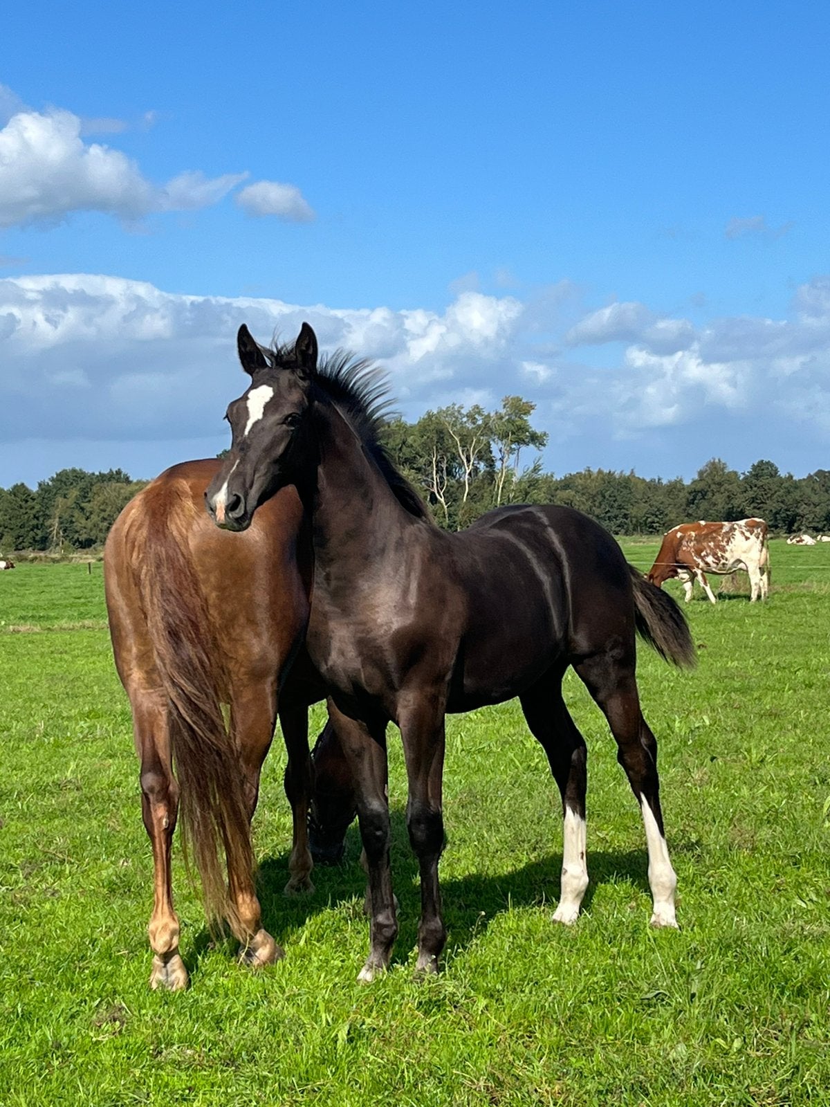 Knap gelders hengstveulen, Hengst, Dressuurpaard, 0 tot 2 jaar