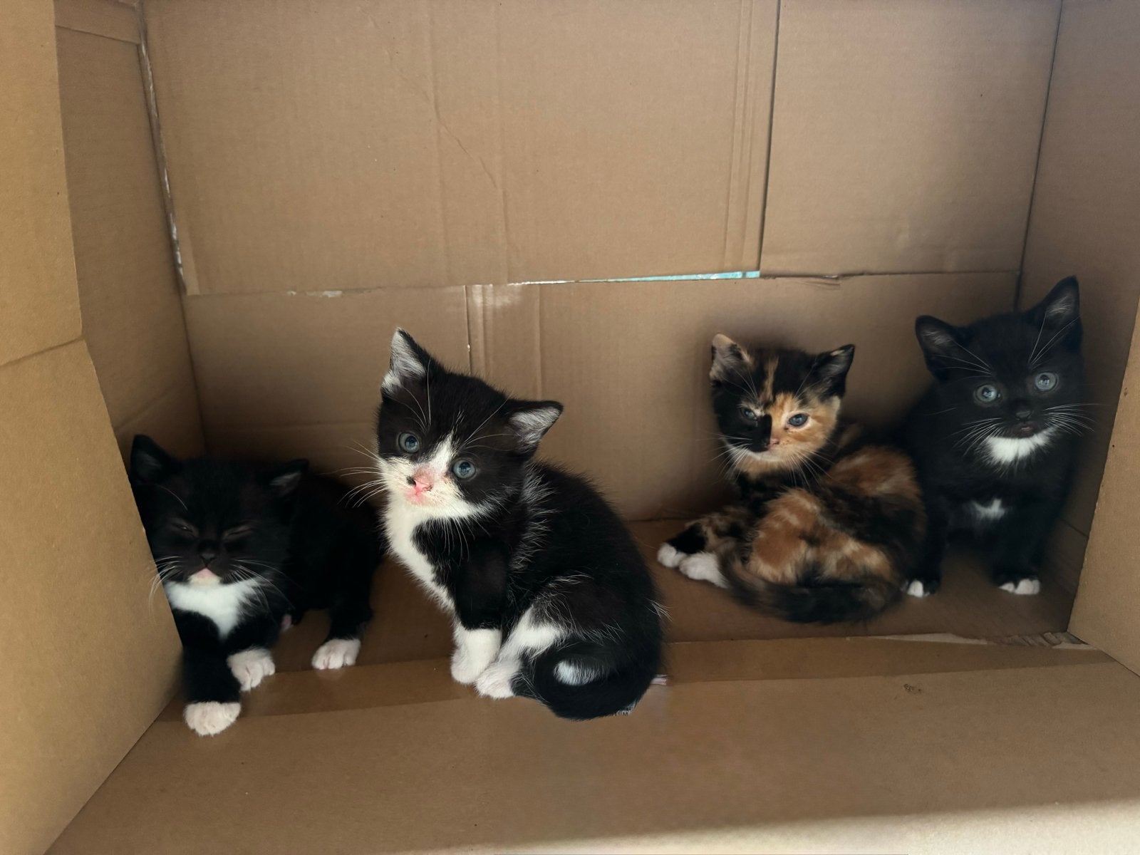 Kruising Britse korthaar kittens, Dieren en Toebehoren, Meerdere dieren, Kortharig, 0 tot 2 jaar