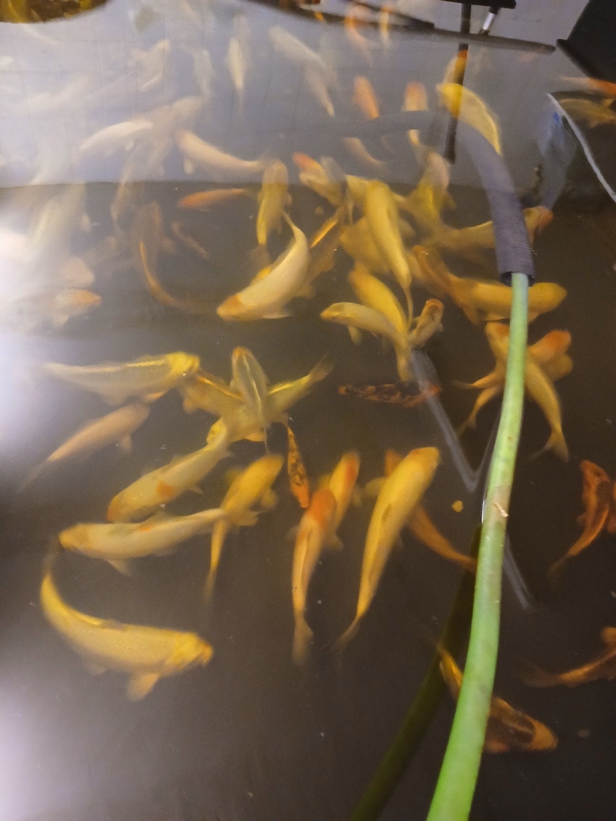 koi karpers, Karper of Koi