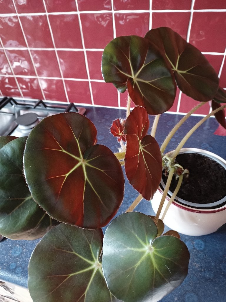 Begonia Erythrophylla rood blad onderkant, Ophalen, Overige soorten, Halfschaduw, Minder dan 100 cm