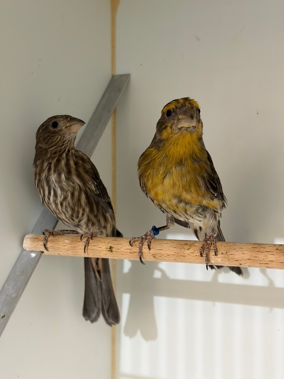 Koppel mexicaanse roodmussen, Dieren en Toebehoren, Meerdere dieren