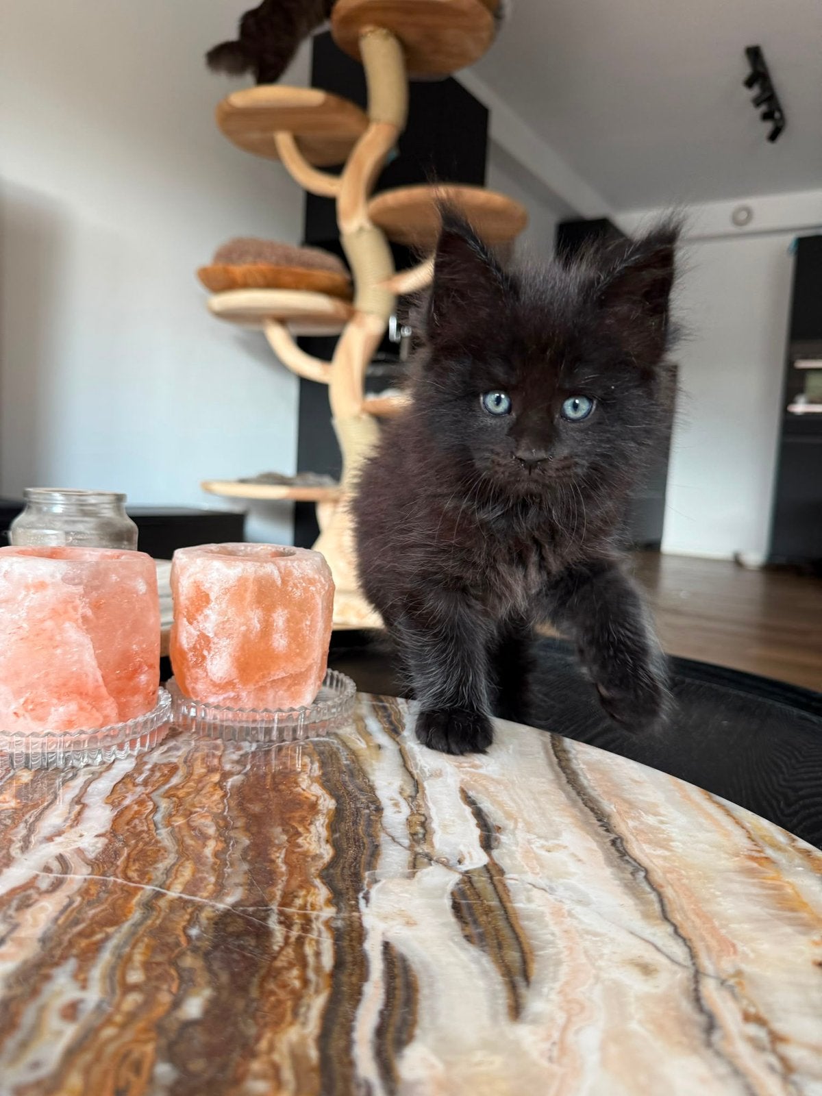 WYLDCOONS CATTERY - 5 MAINE COON STAMBOOM KITTENS, Meerdere dieren, Met stamboom, 0 tot 2 jaar