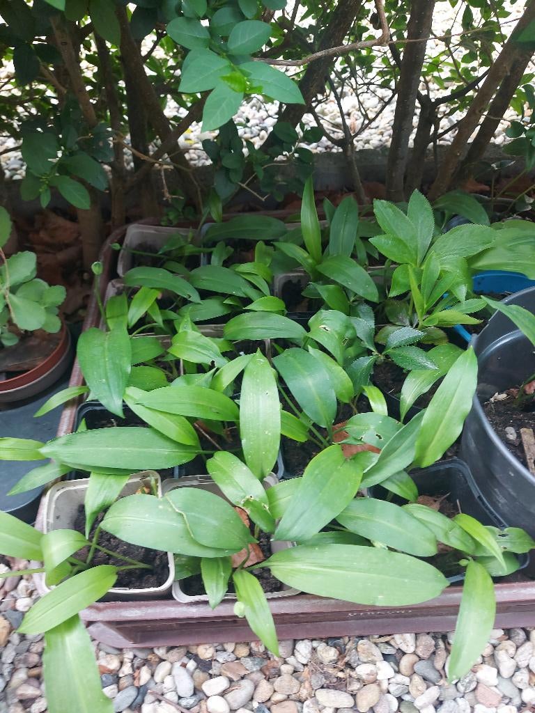 daslook, Ophalen, Bodembedekkers, Vaste plant, Halfschaduw