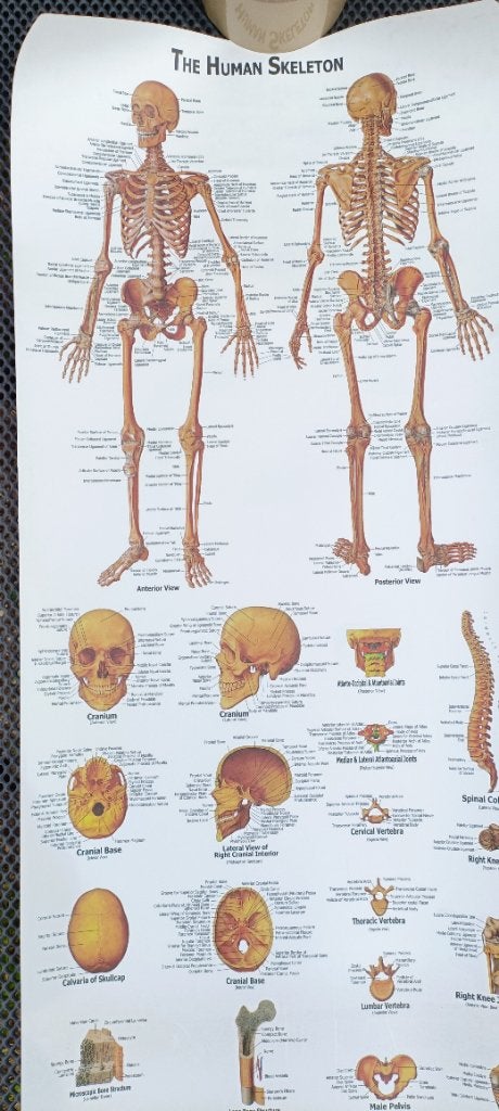 Anatomisch skelet, Ophalen, Zo goed als nieuw
