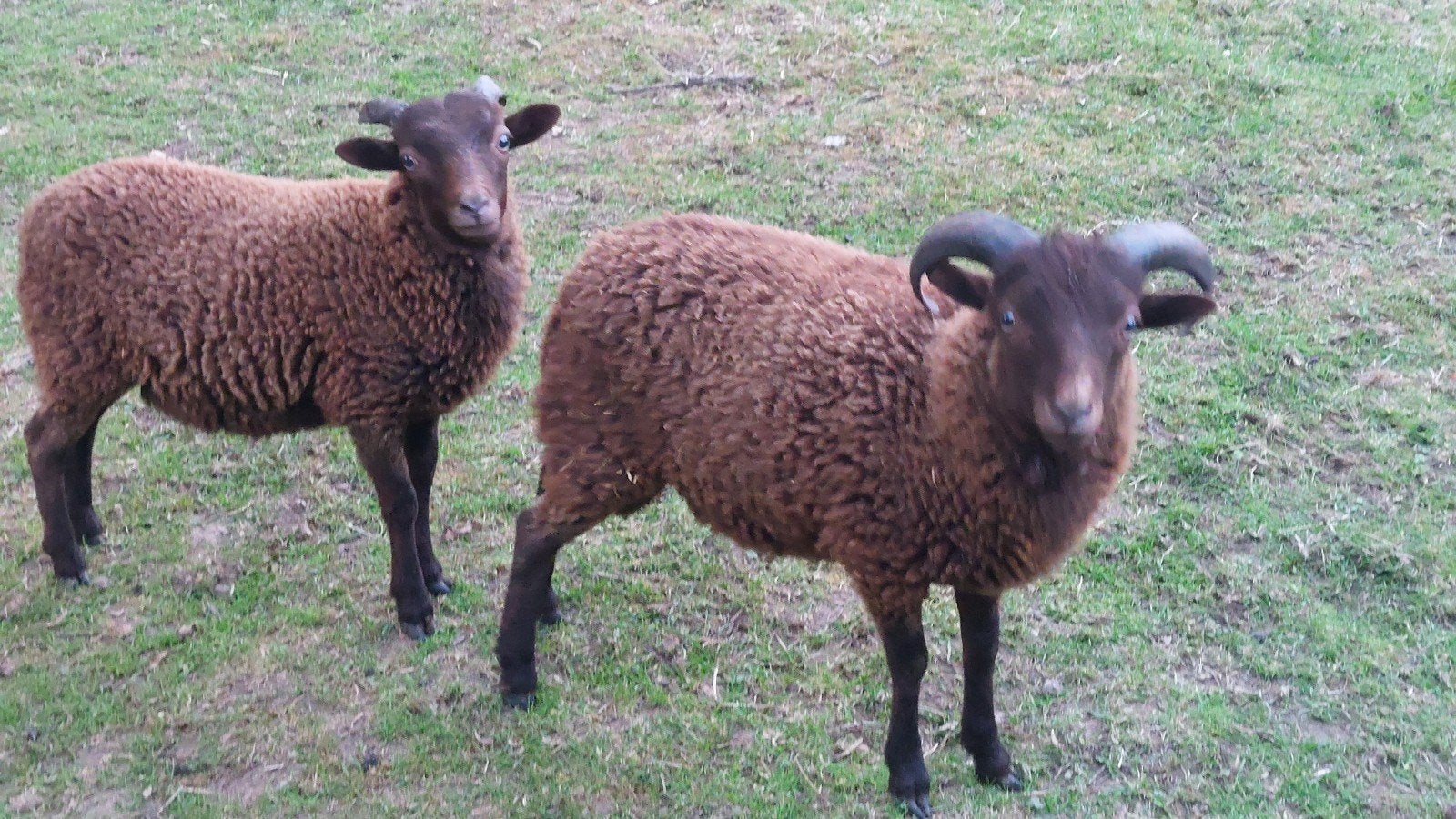 Quessant rammetje #tam  #niet voor consumptie!, Dieren en Toebehoren, Mannelijk, Schaap, 0 tot 2 jaar
