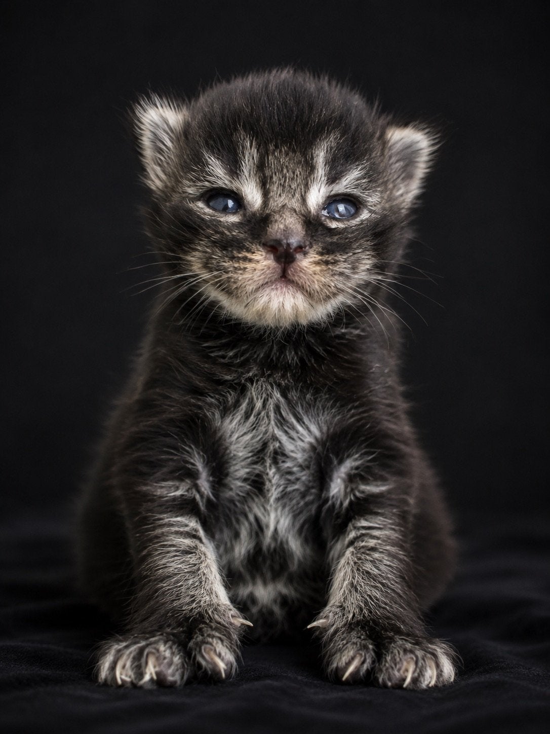 XXL Maine Coon 1 katertje polydactyl, Meerdere dieren, Gechipt, 0 tot 2 jaar