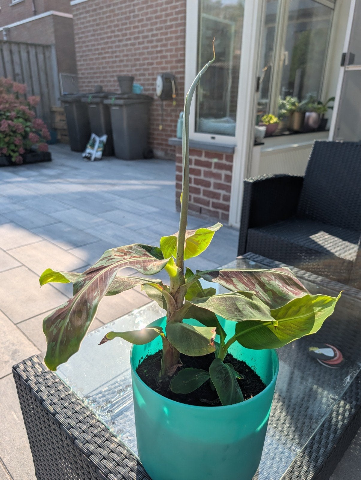 bananenplant, Ophalen, Volle zon, Vaste plant, Zomer