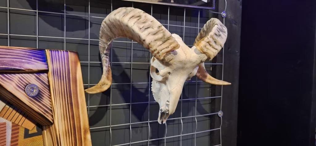 Ram schedel - Wanddecoratie - Unieke buffelkop - schedel, Cave & Garden, Verzenden, Nieuw, Kouwe Hoek 1B, Waddinxveen