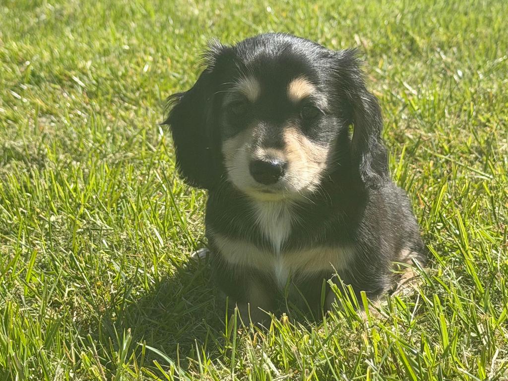 Prachtige Black & Cream Kaninchen Teckel Langhaar Reu 🖤🤎, Kaninchen, Parvo, Reu, 8 tot 15 weken