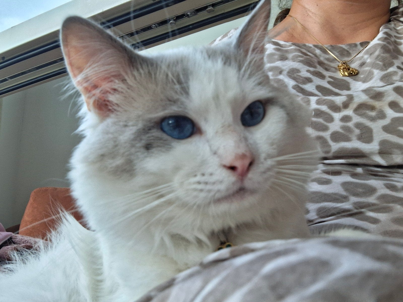 Ervaren Ragdoll dekkater  Getes (niet te koop ), Kater
